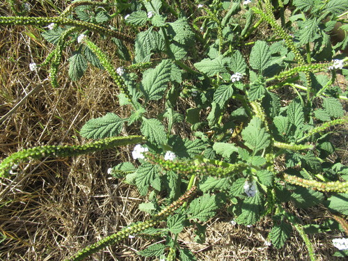 Heliotropium indicum, photograph 2