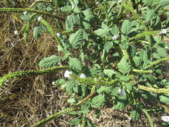 Heliotropium indicum, photograph (c) Linda Jo Conn, some rights reserved (CC BY)