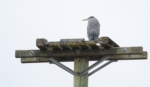 Great Blue Heron