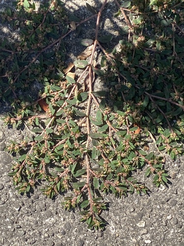 Euphorbia maculata, photograph 2
