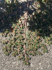 Euphorbia maculata, photograph (c) Sandy Wolkenberg, some rights reserved (CC BY)