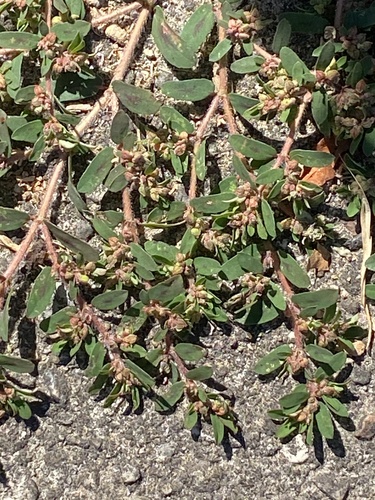 Euphorbia maculata