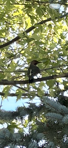 Northern Flicker