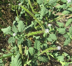 Heliotropium indicum