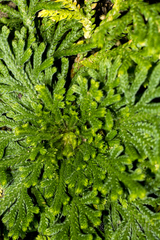 Selaginella pallescens