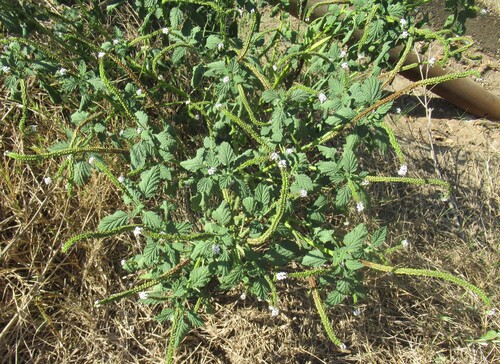 Heliotropium indicum, photograph 4