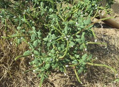 Heliotropium indicum, photograph (c) Linda Jo Conn, some rights reserved (CC BY)
