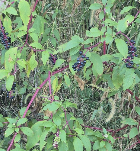 American pokeweed