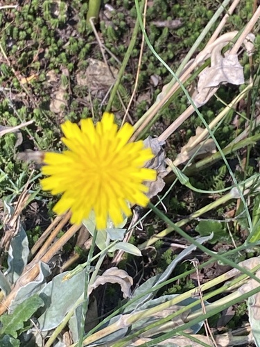 Hypochaeris radicata, photograph 1