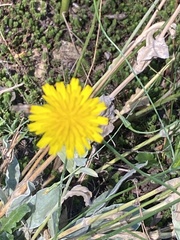 Hypochaeris radicata