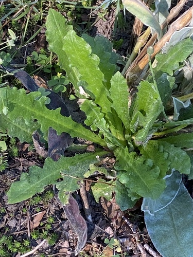 Hypochaeris radicata, photograph 2