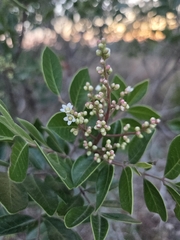 Rhus virens