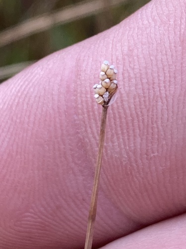 Eleocharis elliptica, 2026-09-25
