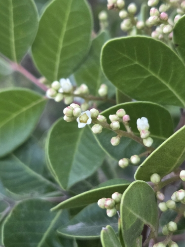 Rhus virens, photograph 3