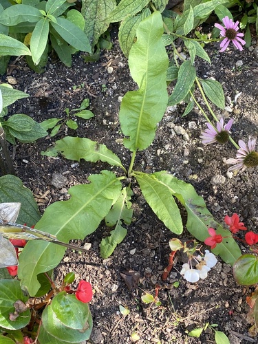 Rumex crispus, photograph 4