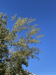 Populus deltoides, photograph (c) Sandy Wolkenberg, some rights reserved (CC BY)