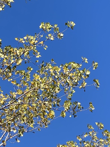 Populus deltoides, photograph 5
