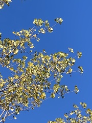 (c) Sandy Wolkenberg, some rights reserved (CC BY) Populus deltoides, photograph (c) Sandy Wolkenberg, some rights reserved (CC BY)