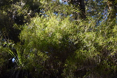 (c) Michael Berardozzi, some rights reserved (CC BY) Dendrobium cunninghamii, photograph (c) Michael Berardozzi, some rights reserved (CC BY)