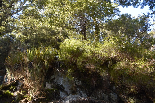 Dendrobium cunninghamii, photograph 6