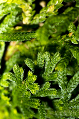 Selaginella pallescens