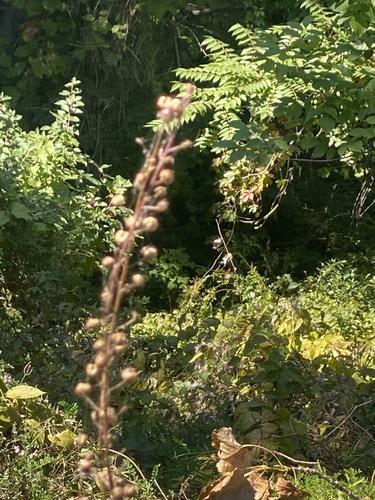 Verbascum blattaria, photograph 2