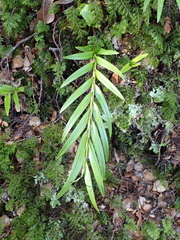Earina autumnalis