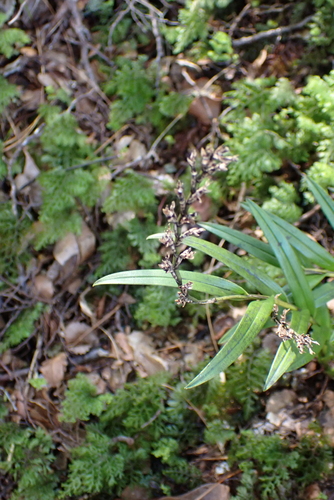 Earina autumnalis, photograph 2