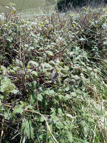 Urtica ferox