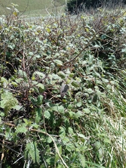 Urtica ferox