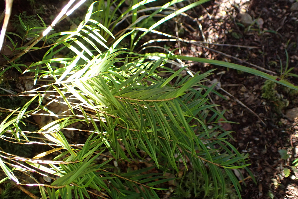 Dendrobium cunninghamii; photograph (c) Michael Berardozzi, some rights reserved (CC BY)