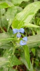 Commelineae