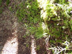 (c) Michael Berardozzi, some rights reserved (CC BY) Dendrobium cunninghamii, photograph (c) Michael Berardozzi, some rights reserved (CC BY)