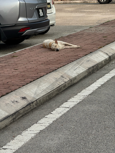 Domestic Dog