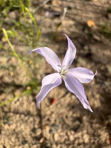 Ipomopsis longiflora