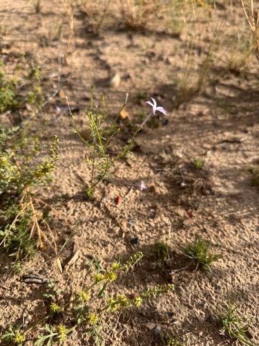 Ipomopsis longiflora, photograph 2