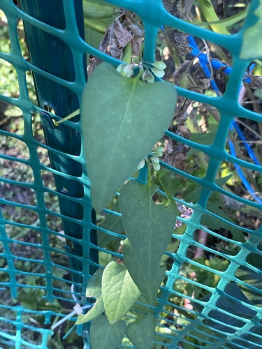 Fallopia convolvulus, photograph 2