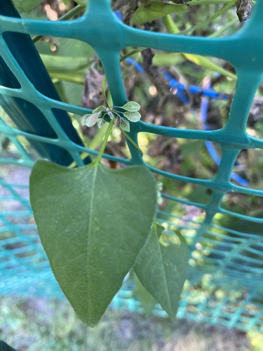 Fallopia convolvulus, photograph 3
