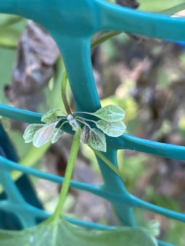 Fallopia convolvulus, photograph 4