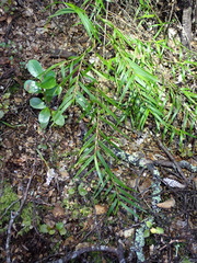 Dendrobium cunninghamii