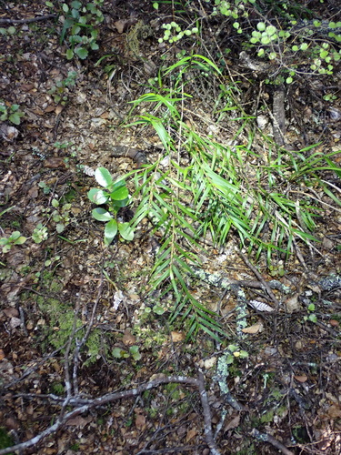 Dendrobium cunninghamii, photograph 2