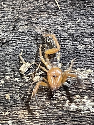 Iberian Solifugid