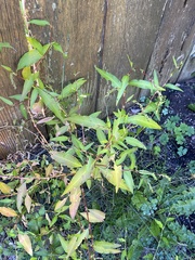 Persicaria hydropiper