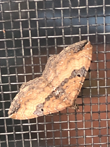 Gem Moth