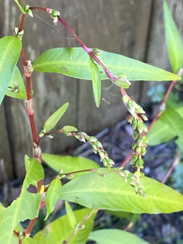 Persicaria hydropiper, photograph 2