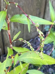 Persicaria hydropiper, photograph (c) Sandy Wolkenberg, some rights reserved (CC BY)