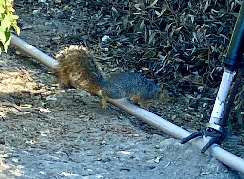 Eastern Fox Squirrel