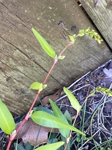 Persicaria hydropiper, photograph 3