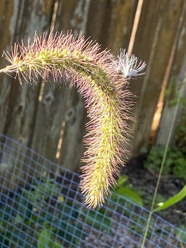 Setaria faberi, photograph 1