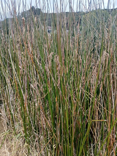 Machaerina articulata, photograph 3